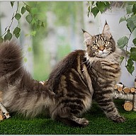 Ultra Victory (Маняша)