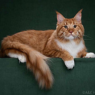 Жорик - Nestor Victory