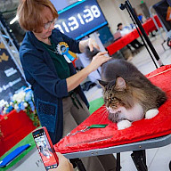 Грумерфест - 2022