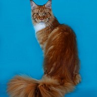 Barney Victory (Барни)