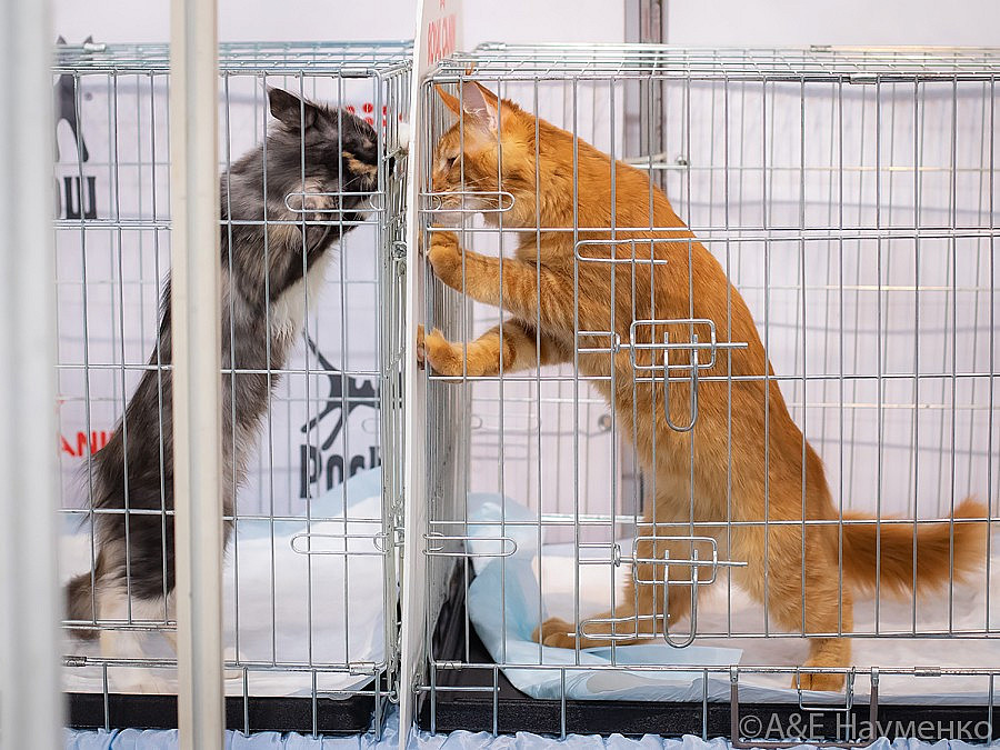 0556 РокКош 101021