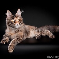 Zlata Victory (Златик)